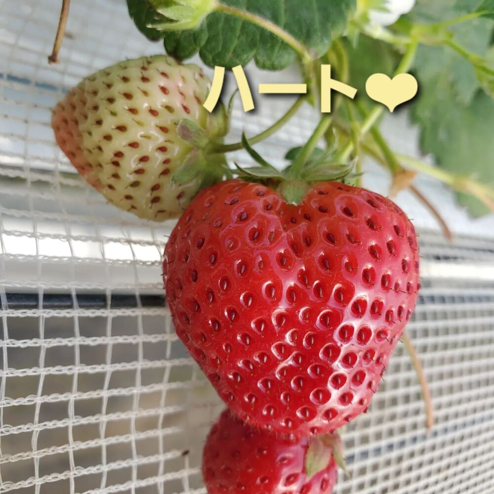 画像1459