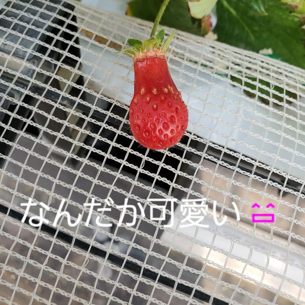 画像1461